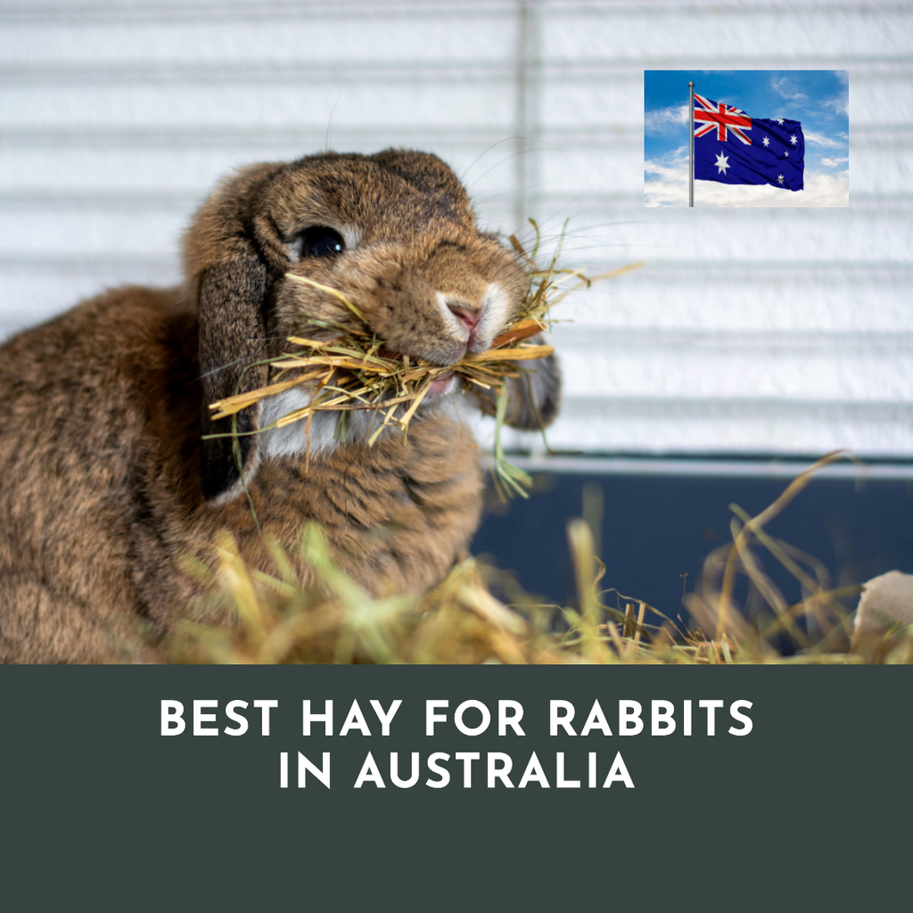 What is the Best Hay for Rabbits in Australia?