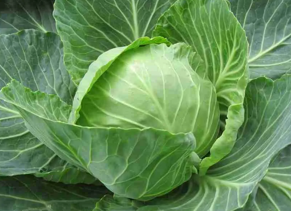 Can guinea top pigs eat silverbeet