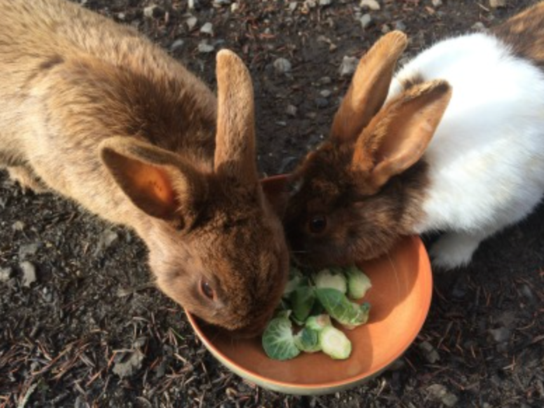 Can Rabbits Eat Brussels Sprouts? Unraveling the Leafy Greens Mystery