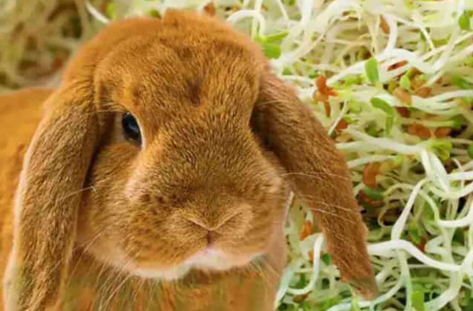 Can Rabbits Eat Alfalfa Sprouts: Exploring the Benefits and Considerations