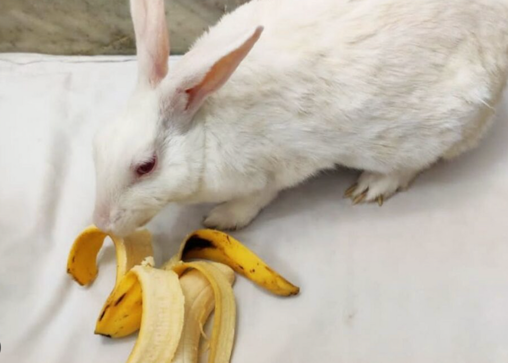 Banana Bonanza: Can Bunnies Binge on this Yellow Treat?
