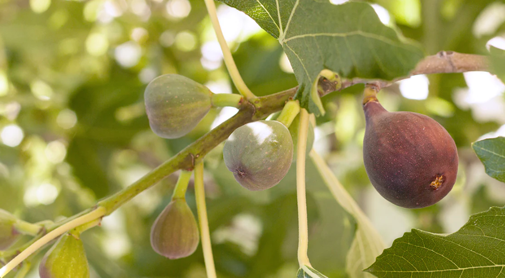 Can Rabbits Indulge in the Sweetness of Figs? Unraveling the Fruit's Rabbit-Friendly Status