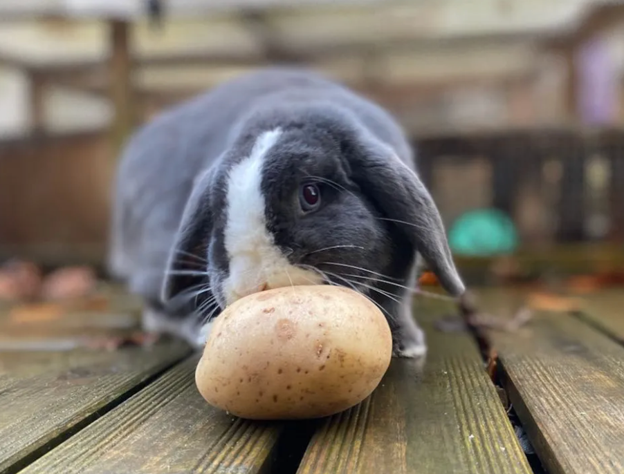 Can Rabbits Eat Potatoes? Let's Find Out The Truth!