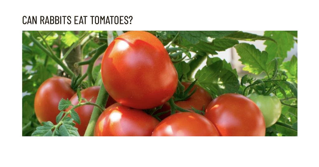 Can Rabbits Eat Tomato? Exploring a Juicy Garden Delight