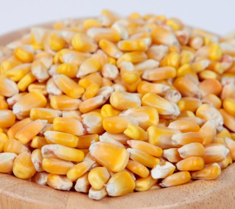 Can Rabbits Eat Dry Corn? Unraveling the Truth!