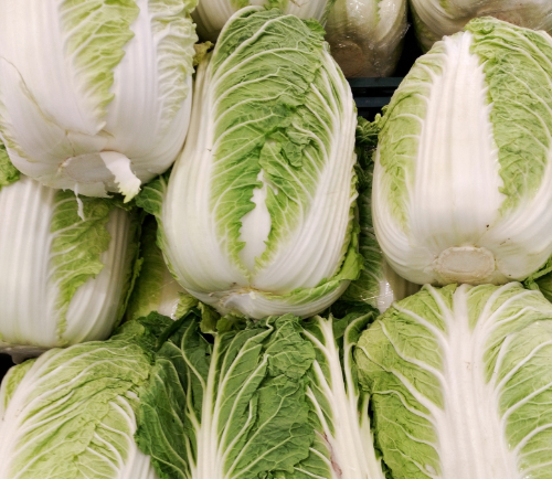 Wombok Wonders: Can Fluffy Bunnies Dive Into this Asian Delight?