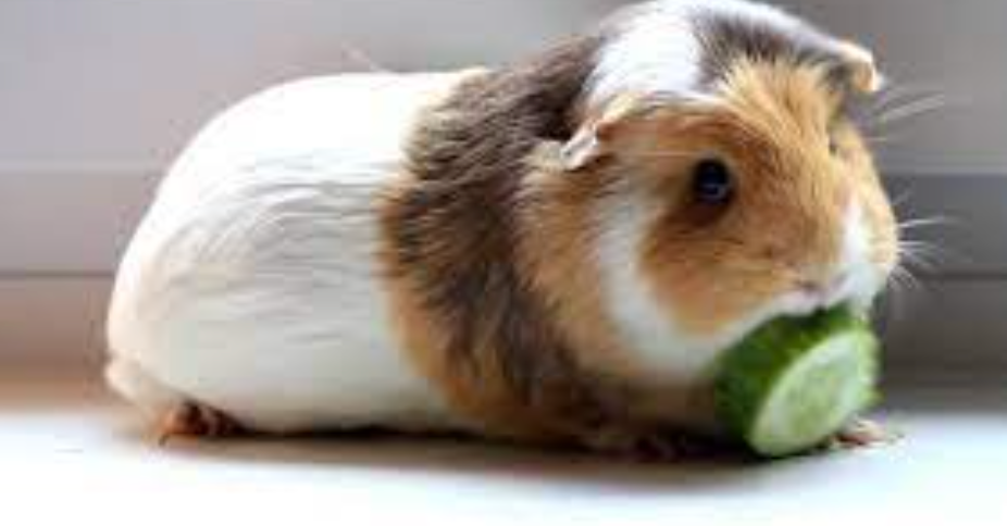 Are cucumbers good for guinea pigs outlet