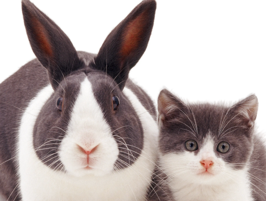 Bunny top cat mix
