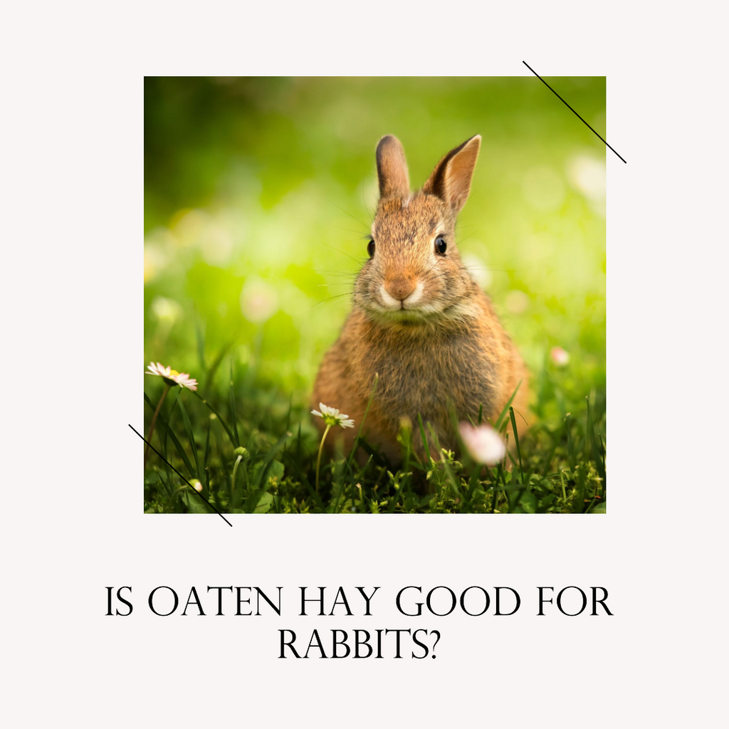 Is oaten hay good for best sale rabbits