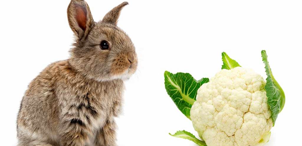 Can Rabbits Eat Cauliflower? A Closer Look at Rabbit Diets