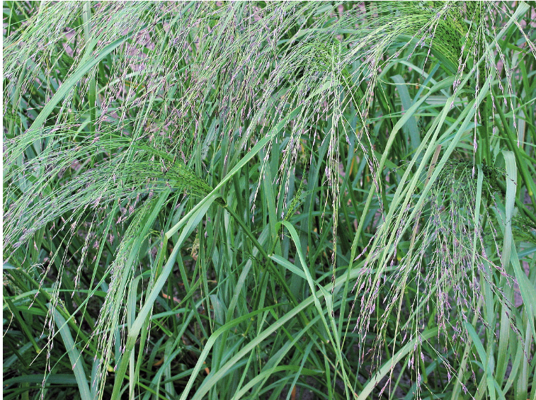 Teff Hay vs Lucerne Hay: A Comprehensive Comparison for Your Pet's Diet