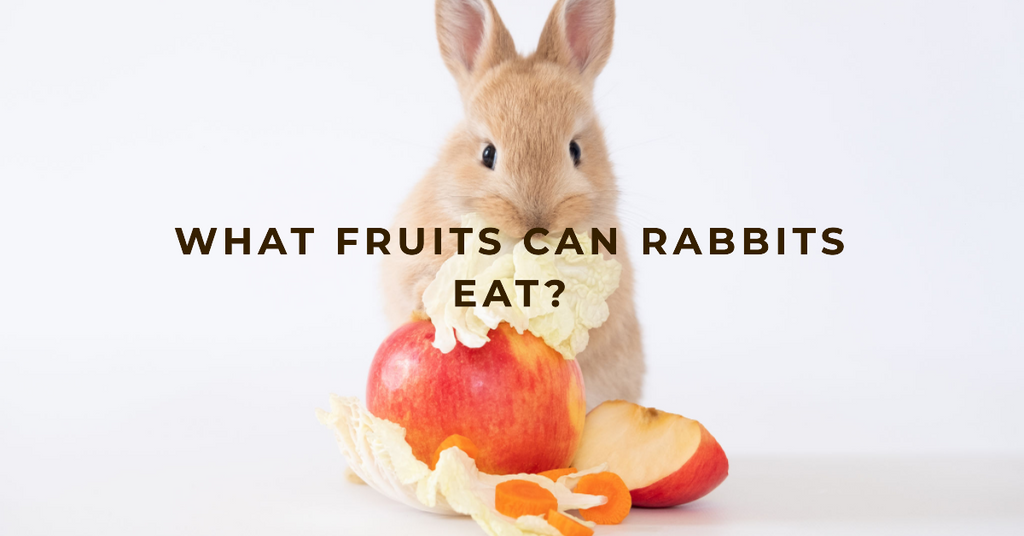 What fruits can rabbits eat Central Victoria Hay