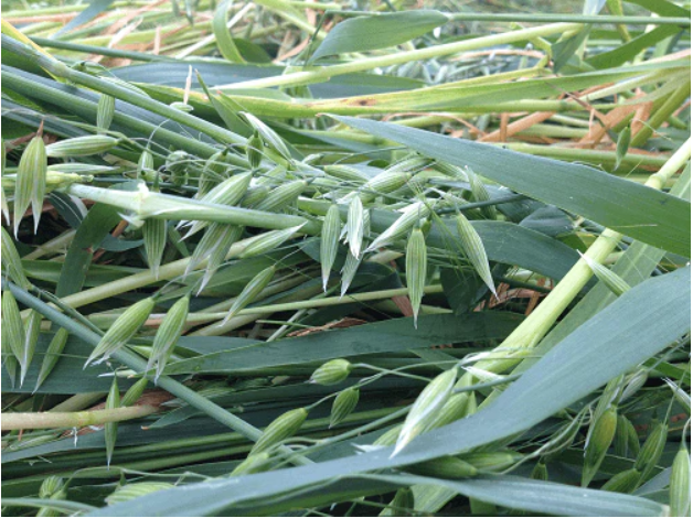Oaten Hay vs Pasture Hay: A Detailed Comparison for Your Pet's Diet