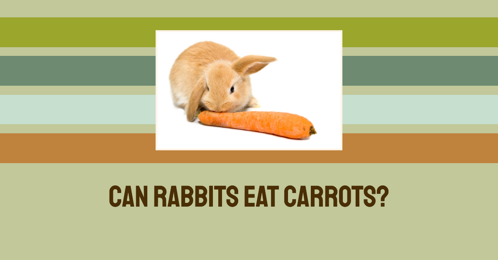 Can rabbits eat carrots?