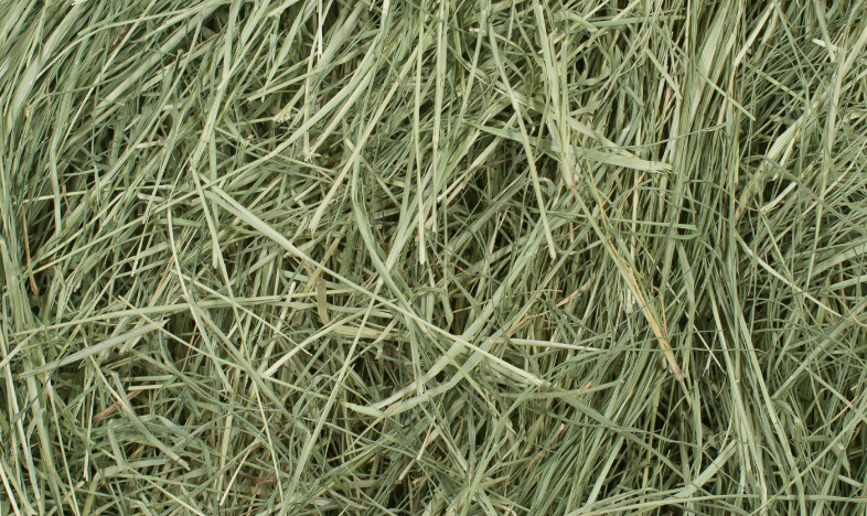 Timothy Hay for Rabbit and Guinea Pig Hay Boxes! ππΉπΎ