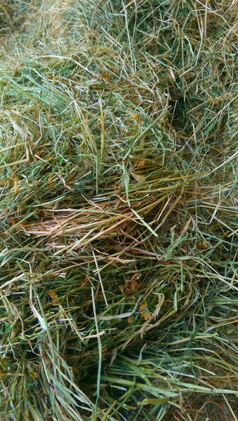Lucerne Grass hay