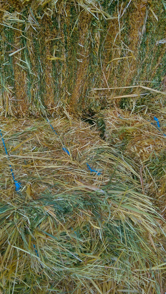 Oaten hay for rabbits