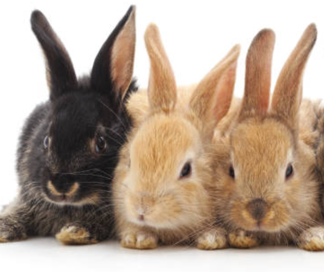 From Fluffle to Warren: The Names We Give to Bouncy Bundles of Bunnies!