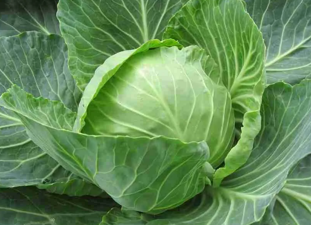 Cabbage Chronicles: Guinea Pigs and the Leafy Green