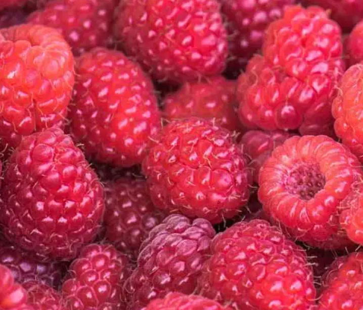 Can Rabbits Eat Raspberries? Unveiling the Sweet and Juicy Delight for Your Bunny