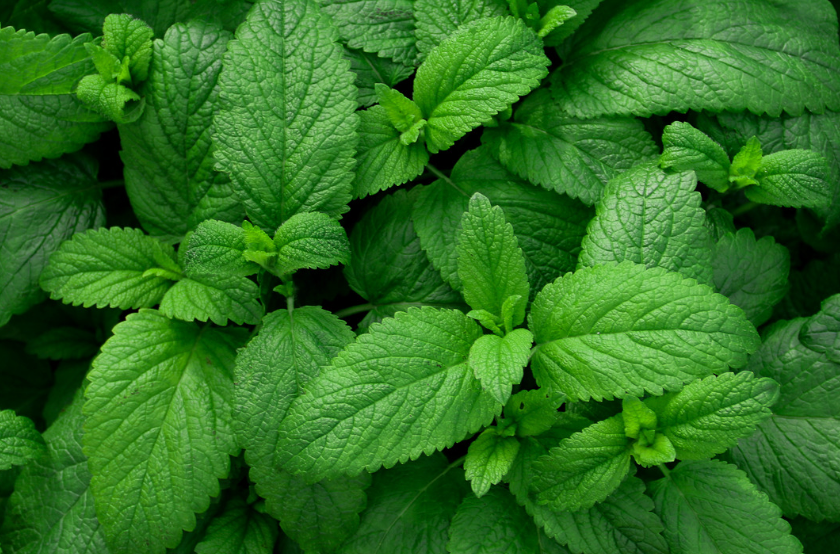 Can Rabbits Eat Mint? Unveiling the Fresh and Fragrant Herb for Your Bunny