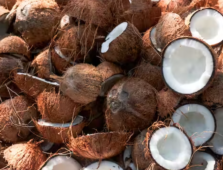 Cracking the Coconut Code: Are Coconuts Bunny-Approved?