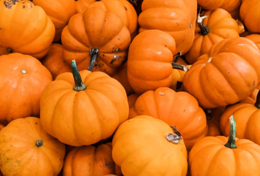 Pumpkins and Bunnies: A Hare-Raising Tale of Fall Treats