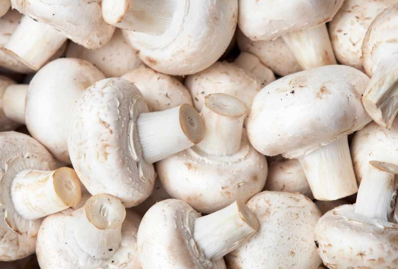 Can Rabbits Eat Mushrooms? Unveiling the Fungal Feast