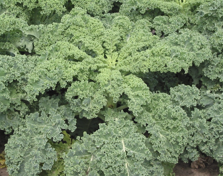 Can Rabbits Eat Kale? Unveiling the Leafy Green Delight