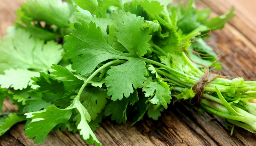 Can Rabbits Eat Cilantro? Exploring the Herbaceous Delight for Bunnies