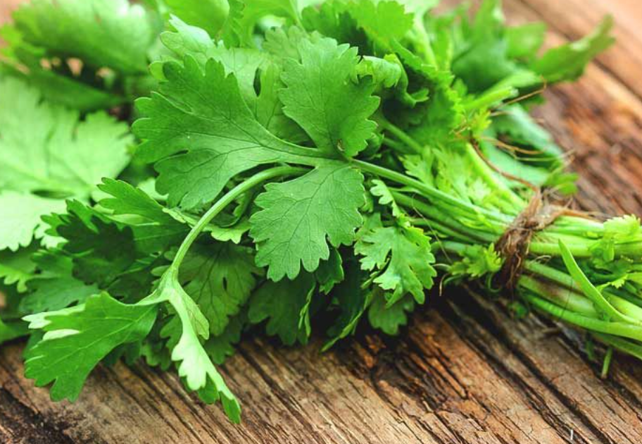 Can Rabbits Eat Coriander: Unveiling the Facts and Considerations