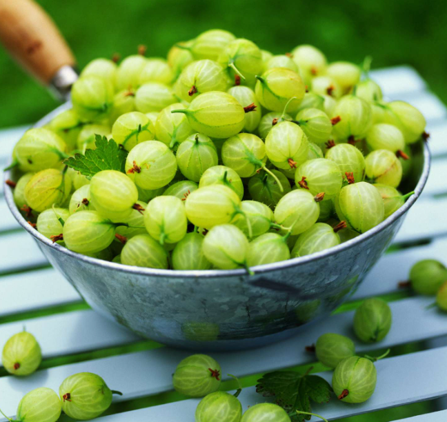 Gooseberries Galore: A Tangy Treat for Rabbits?
