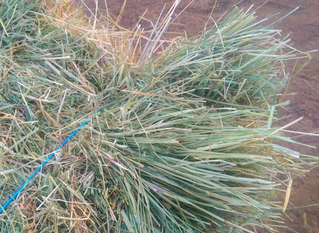 Can rabbits eat Teff Hay?