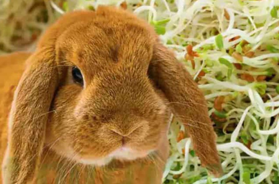 Bunny Boundaries: The No-Nibble List for Rabbits!