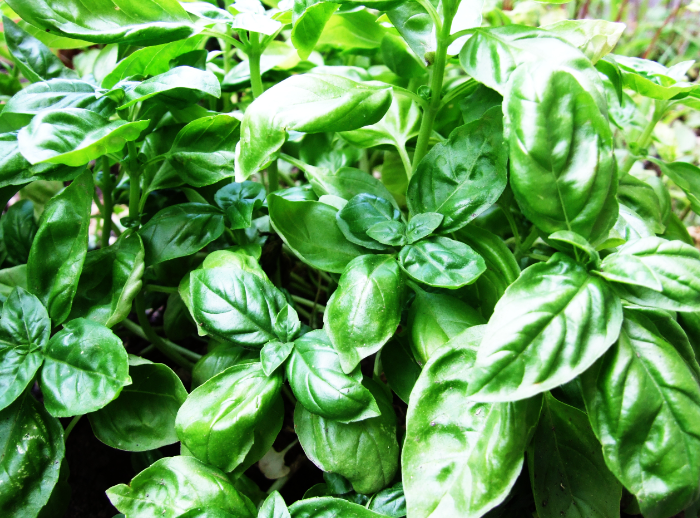 Basil and Bunnies: A Herbal Delight or a No-Go?