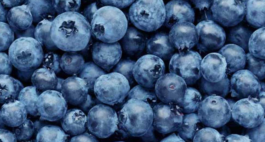 Blueberry Bonanza: Can Rabbits Indulge in These Sweet Treats?