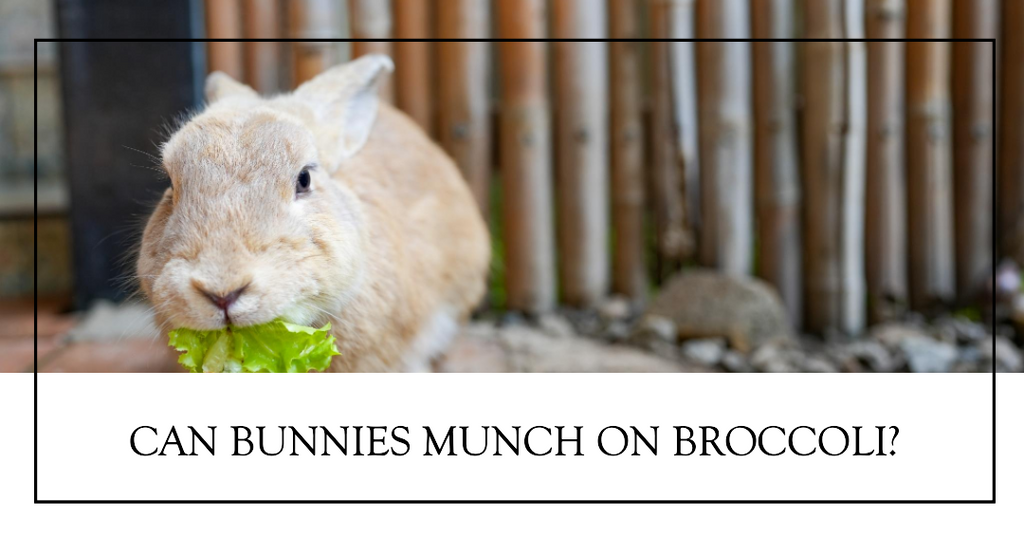 Can Rabbits eat Broccoli ?