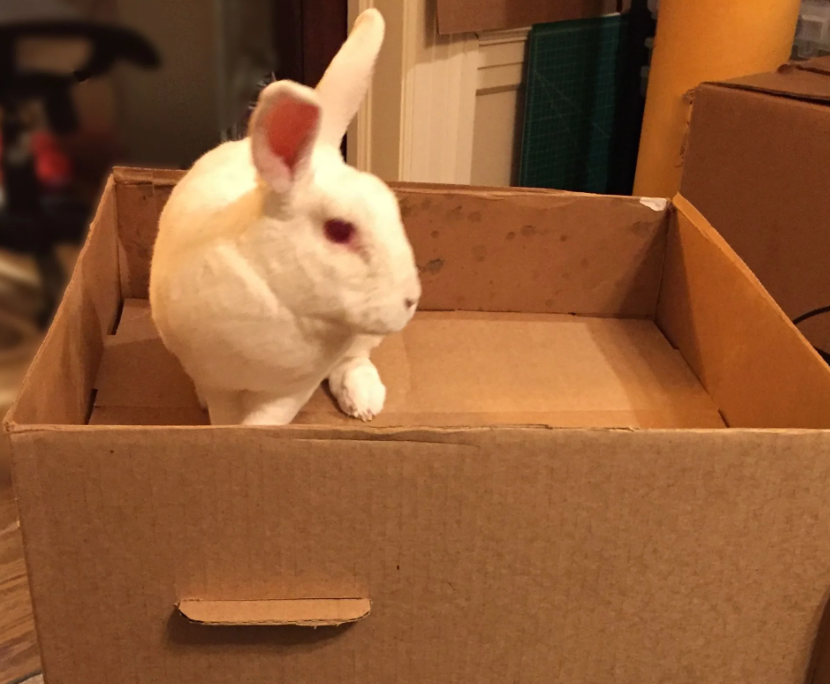 Cardboard Cuisine: Is it Safe for Bunnies to Chew? – Central Victoria Hay