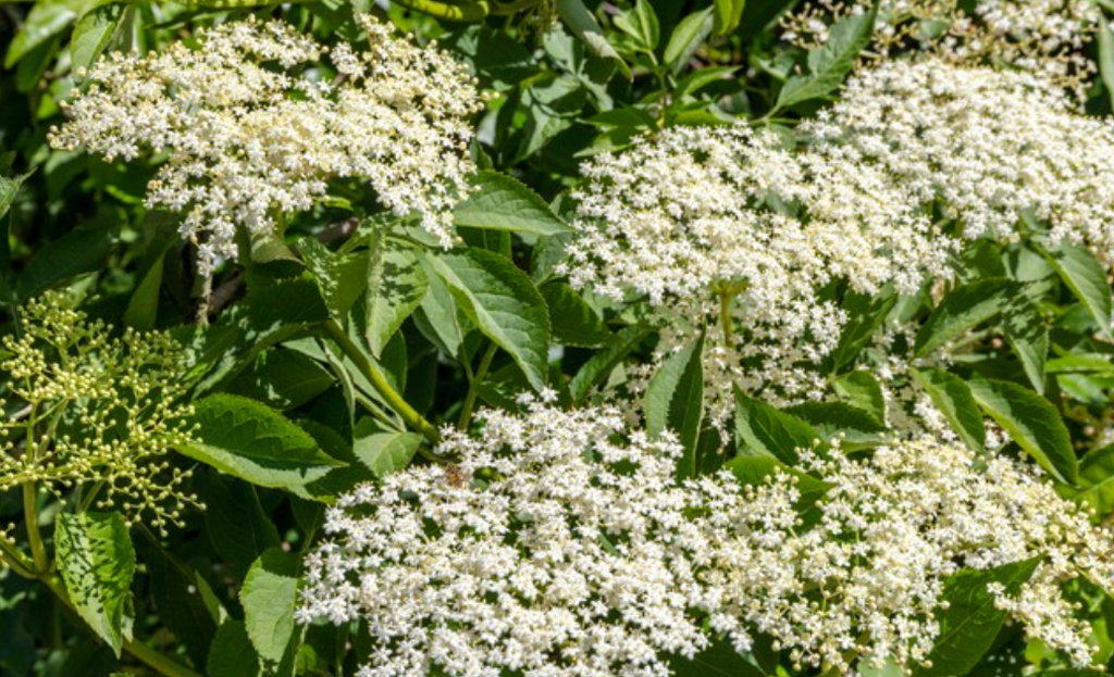 Can Rabbits Eat Elderflower: Unveiling the Facts and Considerations