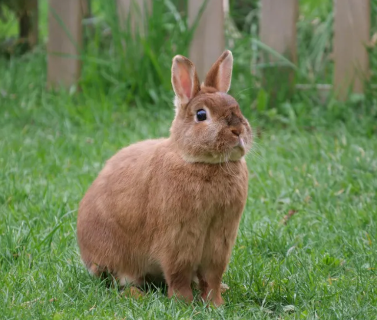 Mowing Down Myths: Can Rabbits Really Eat Lawn Clippings?