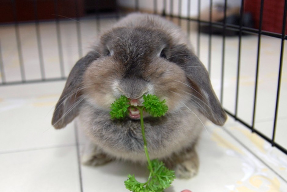 Can Rabbits Eat Parsley? Unveiling a Culinary Delight for Bunnies