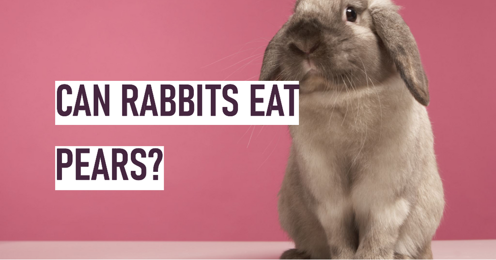 Pearfection or avoid: Can Rabbits Eat Pears?