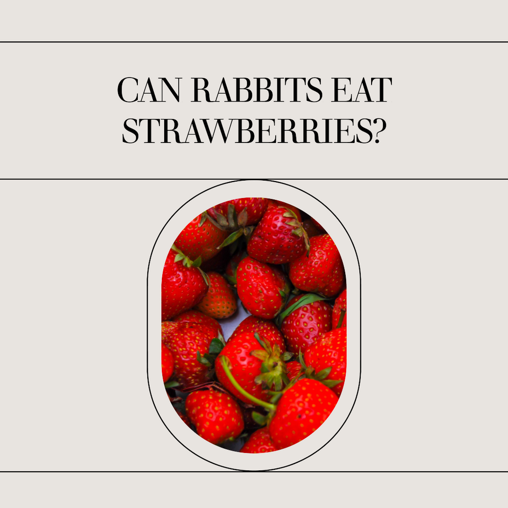 Can Rabbits Eat Strawberries? Unveiling the Berrylicious Truth!