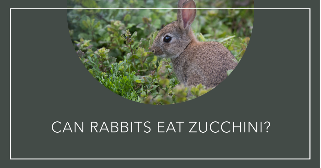 Can rabbits eat Zucchini?