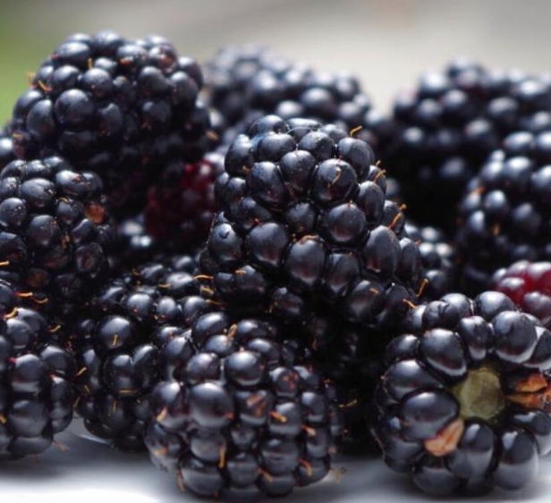 Can Rabbits Eat Blackberries? Unveiling the Very Berry Truth for Your Bunny