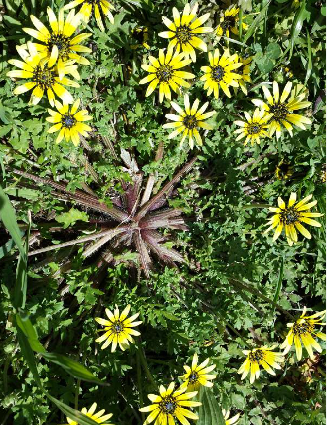 Can rabbits eat capeweed?