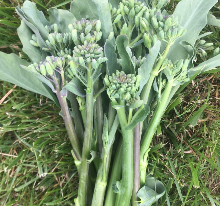 Can Rabbits Eat Chinese Broccoli: Unveiling the Benefits for Your Bunny
