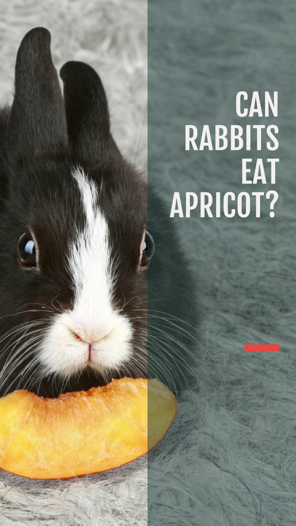 Can rabbits eat Apricots?