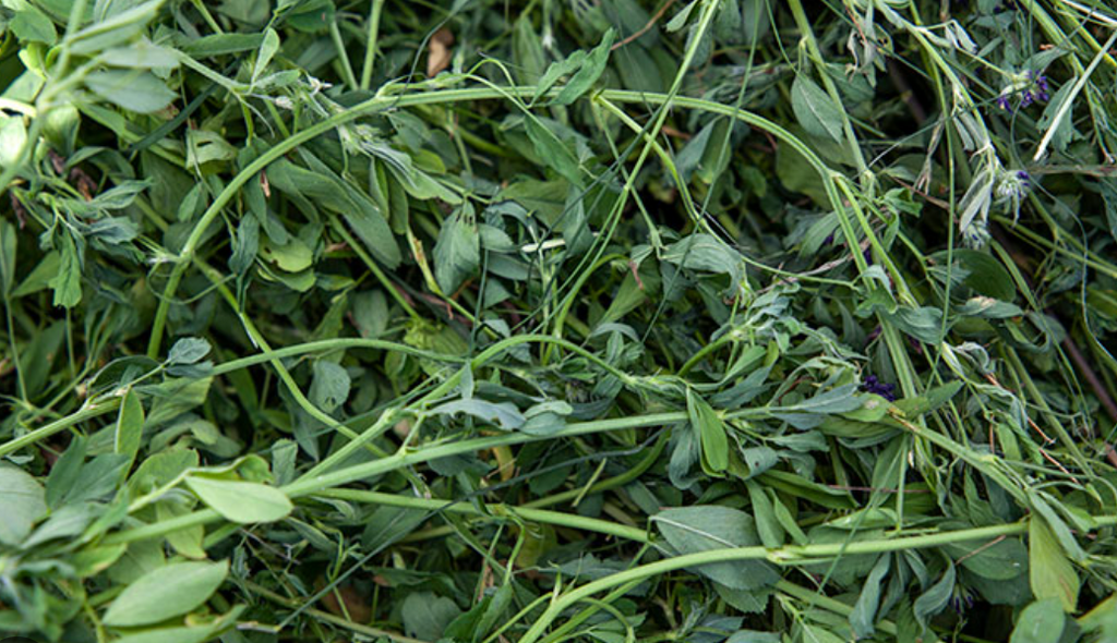 Alfalfa hay for rabbits Australia