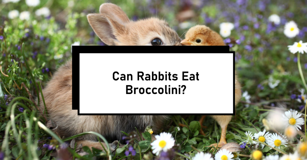 Can rabbits eat broccolini?